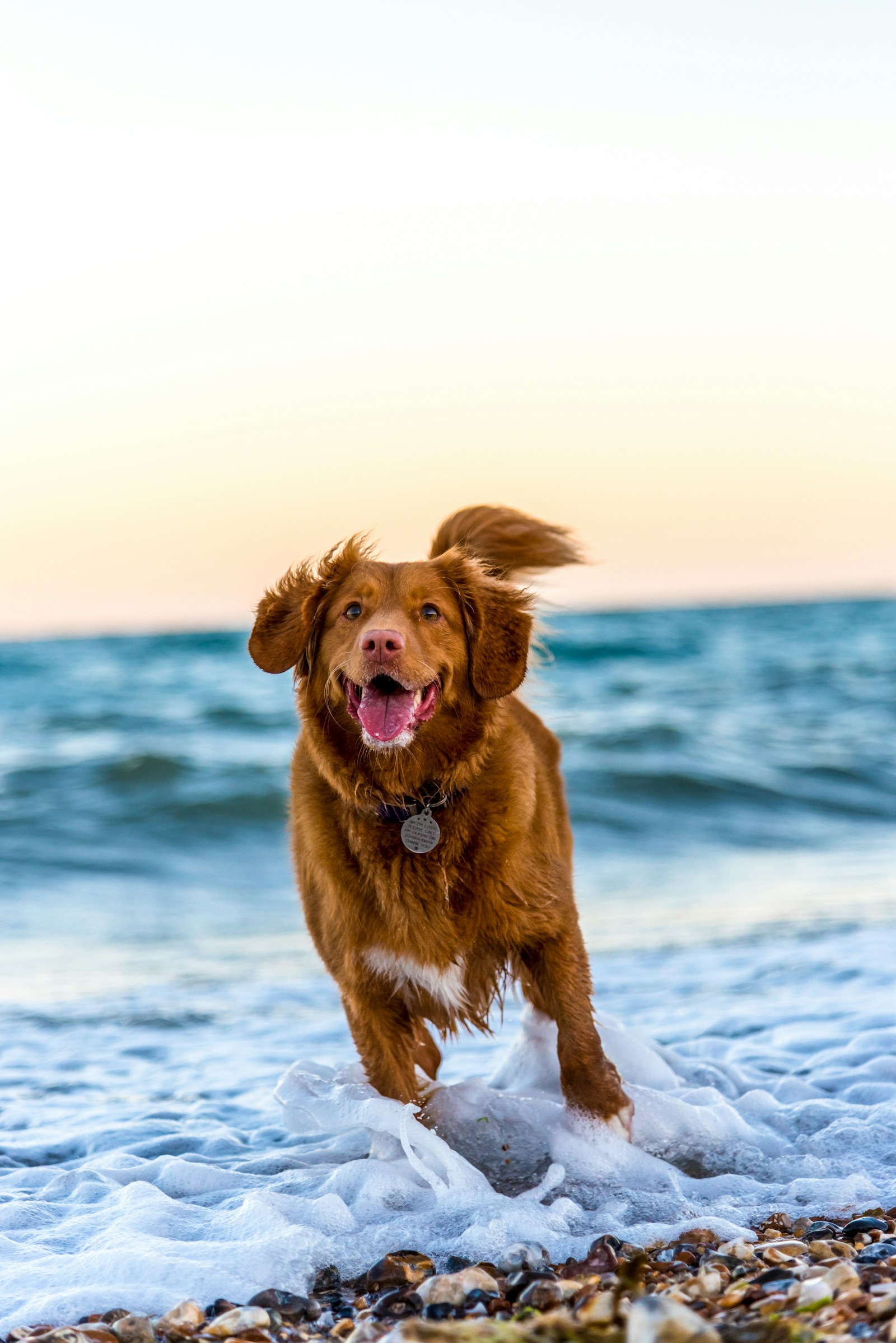 Smilende hund — bilder fra Storfloen
