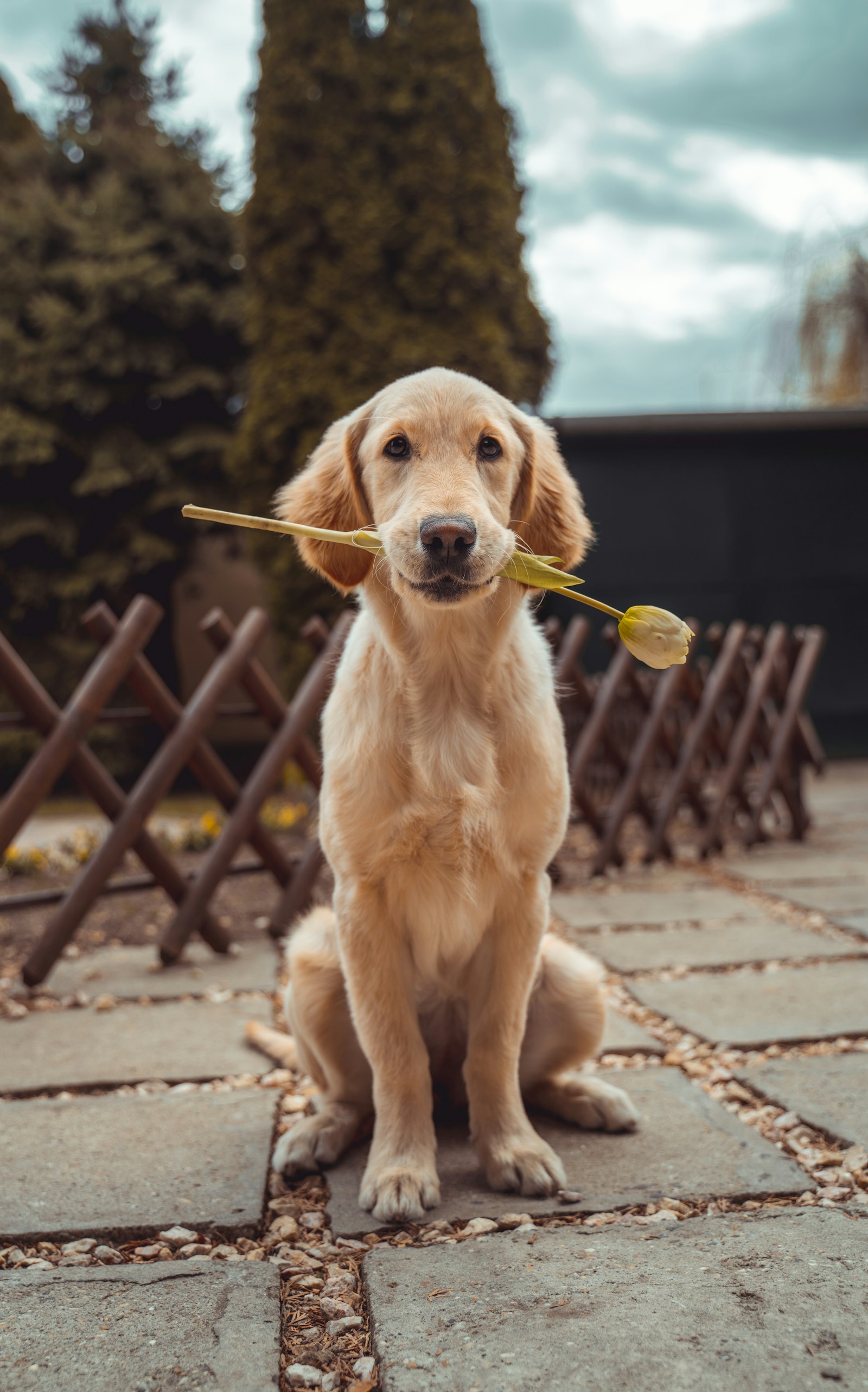 Hund med leketøy innendørs