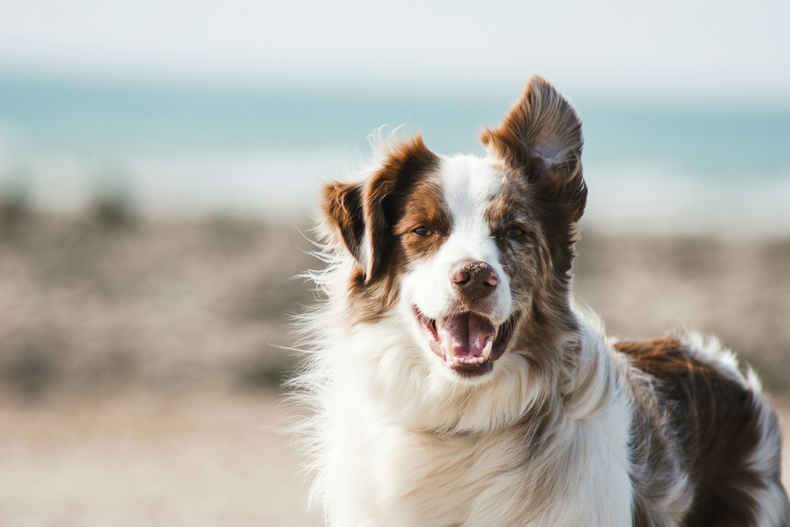 Inngangsparti til hundehotellet